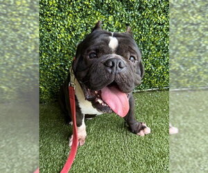 Bulldog-Unknown Mix Dogs for adoption in Naples, FL, USA