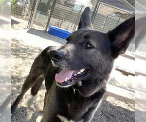 German Shepherd Dog-Unknown Mix Dogs for adoption in Santa Maria, CA, USA