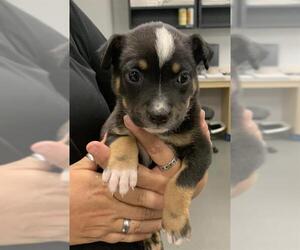 American Pit Bull Terrier Dogs for adoption in Corpus Christi, TX, USA