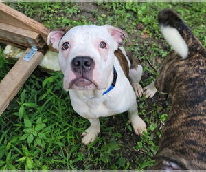 American Pit Bull Terrier-American Staffordshire Terrier Mix Dogs for adoption in Chester, VA, USA