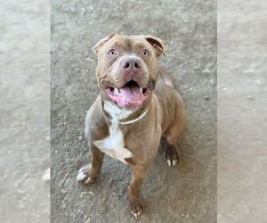 Mutt Dogs for adoption in Riverside, CA, USA