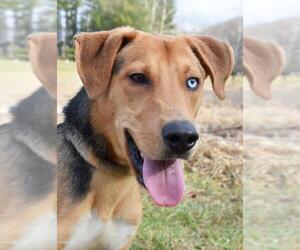 American Foxhound-Unknown Mix Dogs for adoption in Nashville, IN, USA