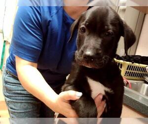 Labrador Retriever Dogs for adoption in Martinez, CA, USA