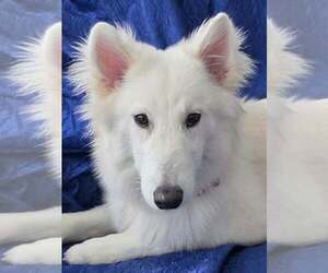 Medium Photo #3 Alusky Puppy For Sale in Cuba, NY, USA