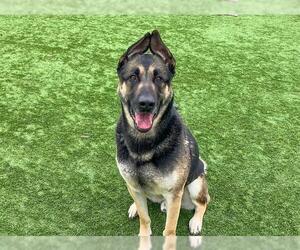 Akita-German Shepherd Dog Mix Dogs for adoption in Orange, CA, USA