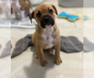 Medium Photo #1 Boxer Puppy For Sale in San Antonio, TX, USA