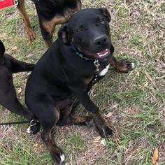 Coonhound-Doberman Pinscher Mix Dogs for adoption in Dallas, TX, USA