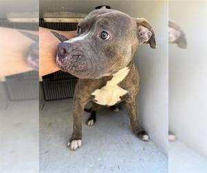 Mutt Dogs for adoption in Houston, TX, USA