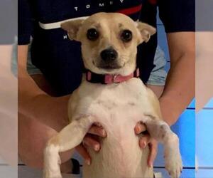 Chihuahua Dogs for adoption in Austin, TX, USA