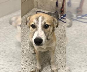Anatolian Shepherd-Unknown Mix Dogs for adoption in Conroe, TX, USA