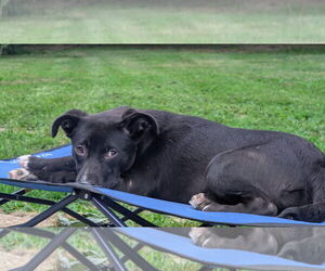 Labrador Retriever-Unknown Mix Dogs for adoption in Oakhurst, NJ, USA