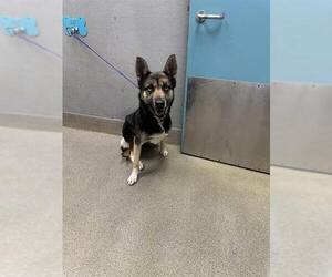 Gerberian Shepsky Dogs for adoption in Las Vegas, NV, USA