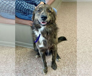 English Setter-Retriever  Mix Dogs for adoption in Unionville, PA, USA