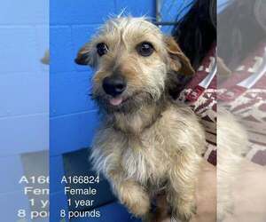 Medium Photo #1 Dachshund-Unknown Mix Puppy For Sale in Calgary, Alberta, Canada
