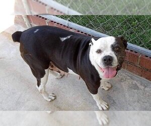 American Bulldog Dogs for adoption in Glenwood, GA, USA