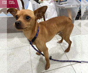Chihuahua Dogs for adoption in Rockaway, NJ, USA