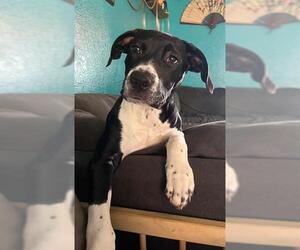 American Pit Bull Terrier Dogs for adoption in Santa Rosa, CA, USA