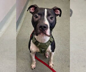 Mutt Dogs for adoption in Boston, MA, USA