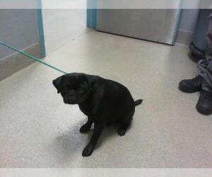 Pug-Unknown Mix Dogs for adoption in Las Vegas, NV, USA