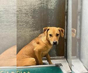 Labrador Retriever-Unknown Mix Dogs for adoption in Conroe, TX, USA