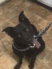 Medium Photo #1 Labrador Retriever-Unknown Mix Puppy For Sale in Doylestown, PA, USA