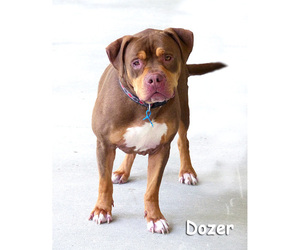 Rottweiler Dogs for adoption in Mason, MI, USA