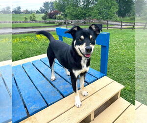 Mutt Dogs for adoption in Unionville, PA, USA