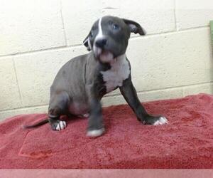 Bullboxer Pit Dogs for adoption in Downey, CA, USA
