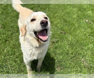 Labrador Retriever-Unknown Mix Dogs for adoption in Tulsa, OK, USA