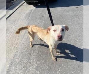 Labrador Retriever Dogs for adoption in Fort Lauderdale, FL, USA