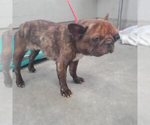 French Bulldog Dogs for adoption in Camarillo, CA, USA