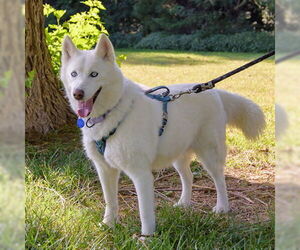 Siberian Husky Dogs for adoption in Omaha, NE, USA