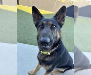 German Shepherd Dog Dogs for adoption in San Martin, CA, USA