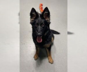 Mutt Dogs for adoption in Salinas, CA, USA