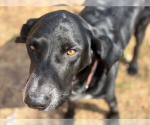 Labrador Retriever-Unknown Mix Dogs for adoption in Tulsa, OK, USA