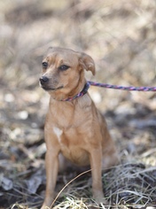 Chiweenie Dogs for adoption in Flora, IL, USA