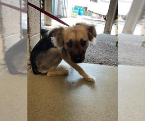 Chihuahua-Unknown Mix Dogs for adoption in San Bernardino, CA, USA