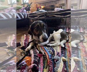 Bagle Hound Dogs for adoption in Brookville, OH, USA