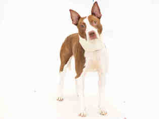 Bull Terrier Dogs for adoption in Orlando, FL, USA