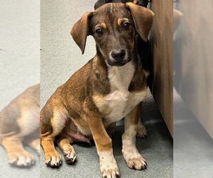 Dachshund Dogs for adoption in Baytown, TX, USA