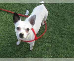 Chihuahua Dogs for adoption in Orange, CA, USA