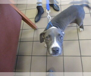 Staffordshire Bull Terrier Dogs for adoption in Ocala, FL, USA