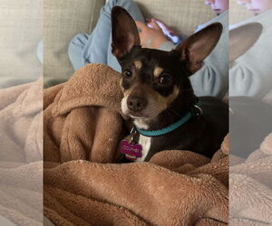 Chiweenie Dogs for adoption in Grafton, WI, USA