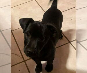 Mutt Dogs for adoption in Dana Point, CA, USA