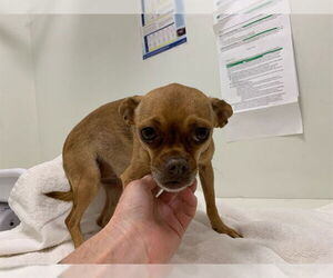 Chihuahua Dogs for adoption in Berkeley , CA, USA