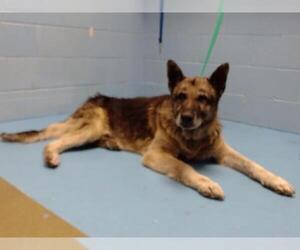 German Shepherd Dog-Unknown Mix Dogs for adoption in Moreno Valley, CA, USA