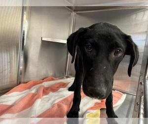 Mutt Dogs for adoption in Chula Vista, CA, USA