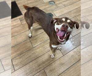 Mutt Dogs for adoption in Rowlett, TX, USA