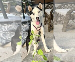 - Mix Dogs for adoption in Lancaster, CA, USA