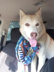 Alaskan Husky Dogs for adoption in Beverly Hills, CA, USA